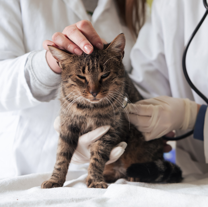 Mein Haustier wird eingeschläfert: Was sollte ich beim Abschied beachten?