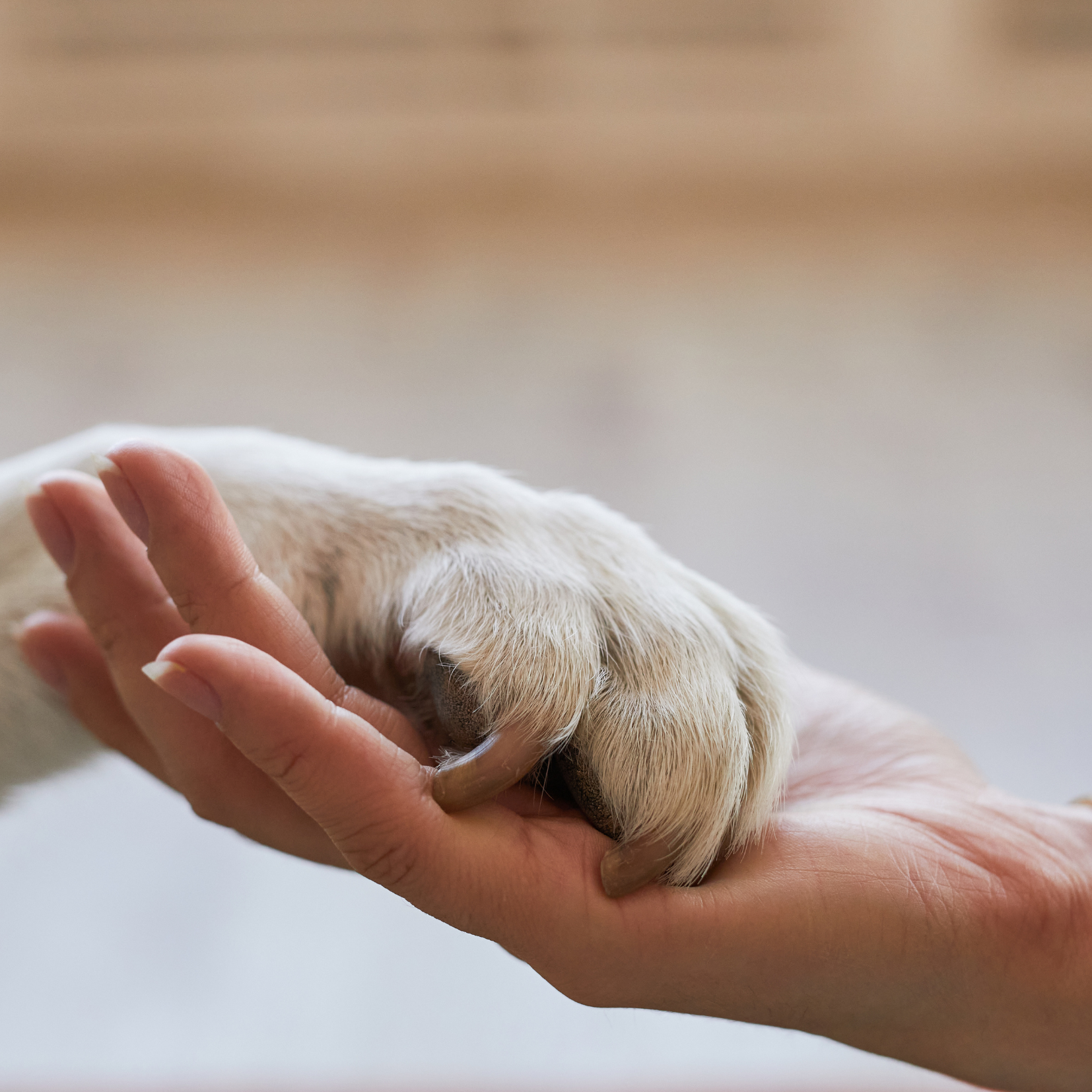 Wenn Abschied schmerzt – Der Verlust eines Haustieres