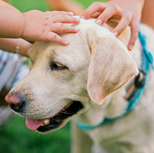 Wat het overlijden van een huisdier betekent voor kinderen